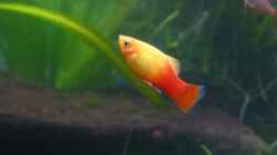 Platy