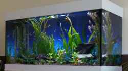 Aquarium Gesellschaftsbecken
