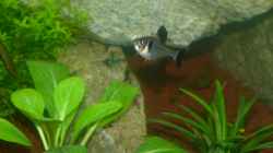 Besatz im Aquarium Gesellschaftsbecken