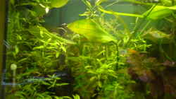 Aquarium Becken 2221