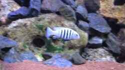 Pseudotropheus Kingsizei -abgegeben, nur als Beispiel!