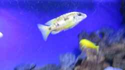 Otopharynx lithobates