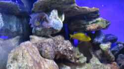 Besatz im Aquarium Deep blue Malawi