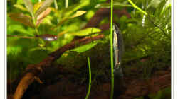 Otocinclus