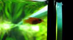 Platy im Durchlicht