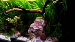 Dekoration im Aquarium Usedom Becken(altes Beispiel)