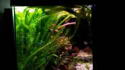 Aquarium Usedom Becken(altes Beispiel)