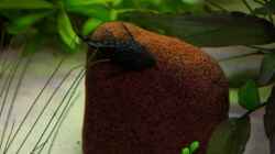 Besatz im Aquarium Usedom Becken(altes Beispiel)