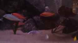 Besatz im Aquarium Becken 22286