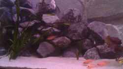 Besatz im Aquarium Becken 22286
