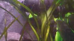 Pflanzen im Aquarium Becken 22286