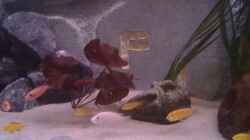 Pflanzen im Aquarium Becken 22286