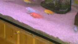 Besatz im Aquarium Becken 22286