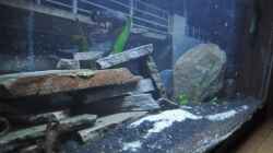 Aquarium Garnelen Becken 60 Liter