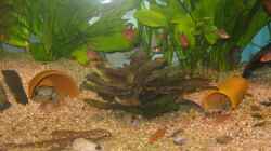 Besatz im Aquarium Stefan´s  Aqua