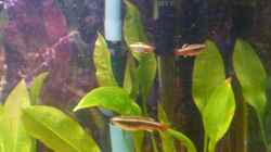 Besatz im Aquarium Becken 22387