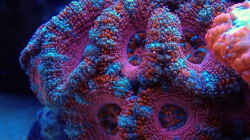 Pflanzen im Aquarium Schwings Reef