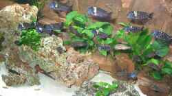 Besatz im Aquarium Becken 226