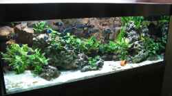 Aquarium Becken 226