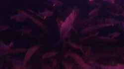 Aquarium Becken 22641
