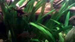 Aquarium Becken 22641