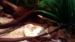 Aquarium Becken 22641