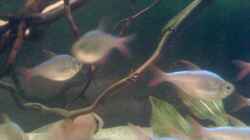 Besatz im Aquarium Becken 22641