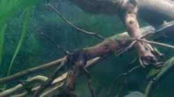 Besatz im Aquarium Becken 22641