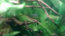Aquarium Becken 22641
