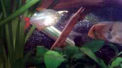 Aquarium Becken 22641