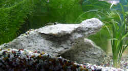 Dekoration im Aquarium Becken 2268