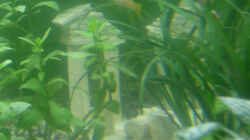 Dekoration im Aquarium Becken 2268