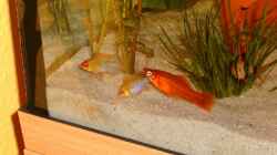 Aquarium Becken 2271