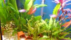 Aquarium Becken 2271