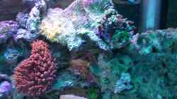 Aquarium Becken 2280