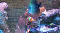 Aquarium Becken 2280