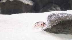 Altolamprologus calvus