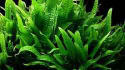 Microsorum pteropus ( Javafarn )