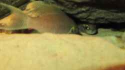 Hallo wer guckt denn da !