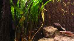Cryptocoryne usteriana