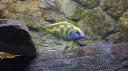 nimbochromis venustus bock