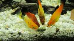 Platys beim Fressen