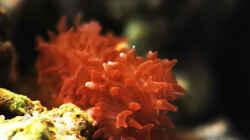 Besatz im Aquarium Seewasser
