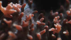 Besatz im Aquarium Seewasser