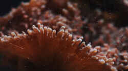 Besatz im Aquarium Seewasser