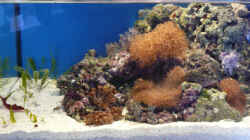 Aquarium Seewasser