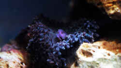 Besatz im Aquarium Seewasser