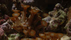 Besatz im Aquarium Seewasser