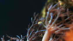 Besatz im Aquarium Seewasser