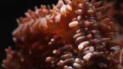Besatz im Aquarium Seewasser